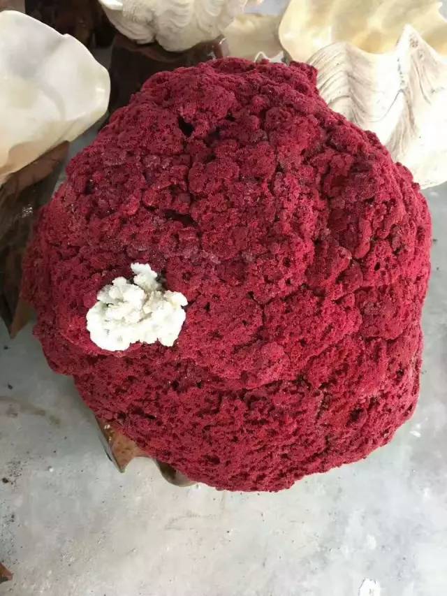 砗磲最新动态及入门进阶指南