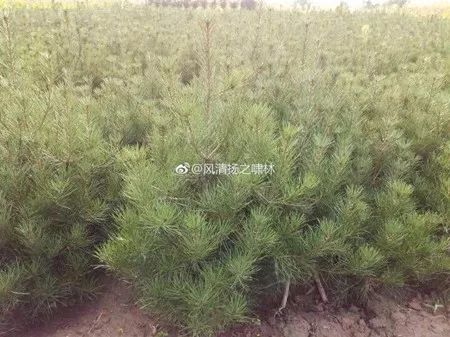 最新白皮松求购信息及市场行情分析