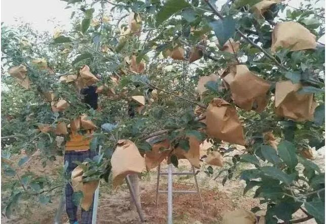 最新苹果纸袋套袋器及其使用指南