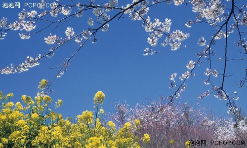性春暖花开最新地——小巷的神秘乐园揭秘